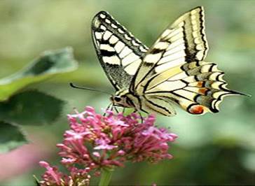 https://upload.wikimedia.org/wikipedia/commons/thumb/b/bd/Machaon.jpg/266px-Machaon.jpg